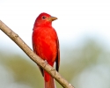 Summer Tanager