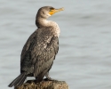 Juvenile Double-Crested Cormorant