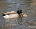 Mallard Ducks Copulating