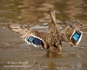 Female Mallard Duck with Wings Open