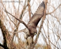 Red-tailed Hawk Taking Off