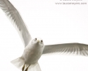 Ring-billed Gull in Flight