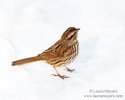 Song Sparrow in Snow