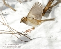 White-thorated Sparrow in Flight