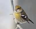 White-winged Crossbill Female