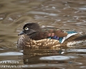 Wood Duck Female