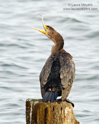 Juvenile Double-crested Cormorant
