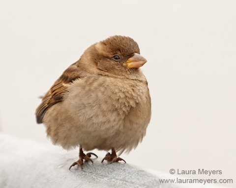House Sparrow Female