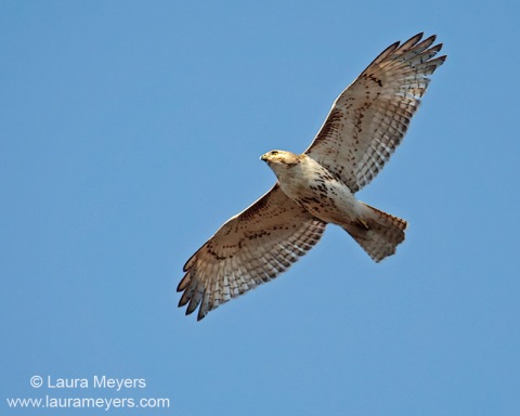 Red-tailed Hawk in Flight