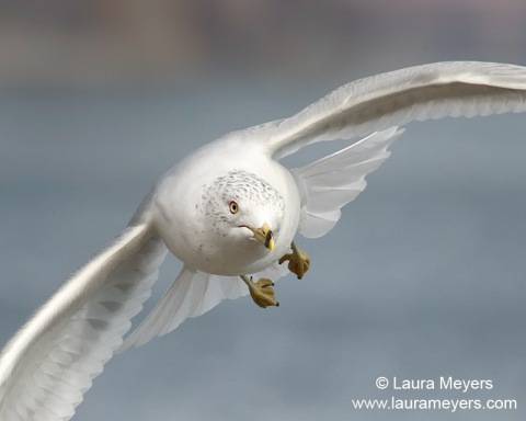 Ring-billed Gull in Flight