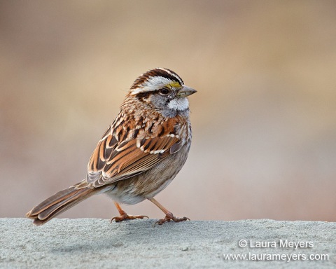 White-throated Sparrow