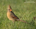 Northern Cardinal Female in Grass