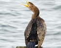 Double-crested Cormorant Juvenile