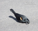 Red-winged Blackbird Male with Head on Ground