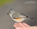 Tufted Titmouse on Hand