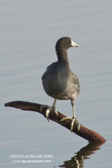 American Coot