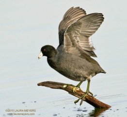 American Coot