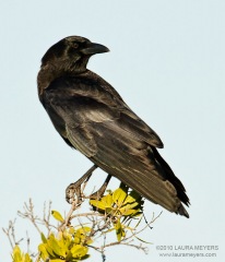 American Crow