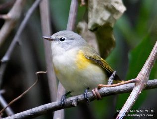 American Redstart female