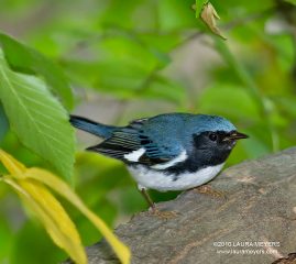 Black-throated Blue Warbler