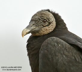 Black Vulture