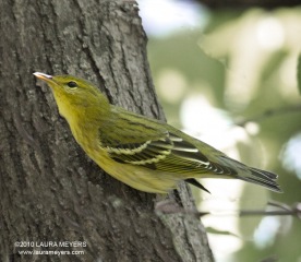 Blackpoll Warbler