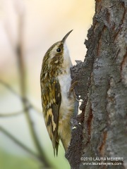 Brown Creeper