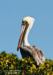 Brown Pelican