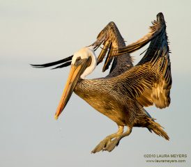 Brown Pelican in flight