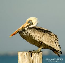 Brown Pelican