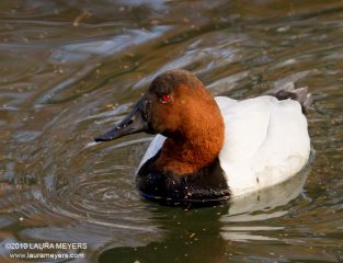 Canvasback male