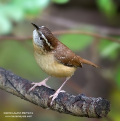 Carolina Wren