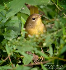 Common Yellowthroat Warbler