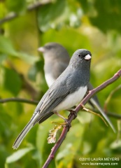 Dark-eyed Junco