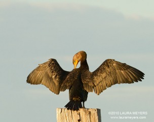 Double-crested Cormorant Juvenile