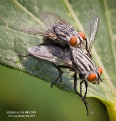 Flesh Flies mating