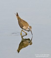 Greater Yellowlegs