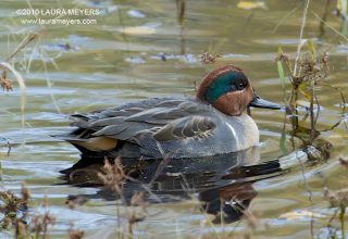 Green-winged Teal