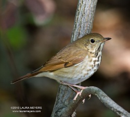 Hermit Thrush