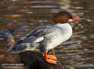 Common_merganser_female_4997