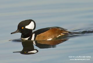 Hooded Merganser Male