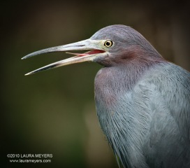 Little Blue Heron