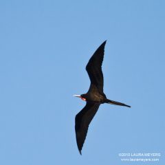 Magnificent Frigatebird