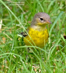 Magnolia Warbler