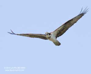 Osprey in flight