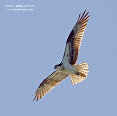 Osprey in flight