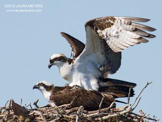 Ospreys on nest