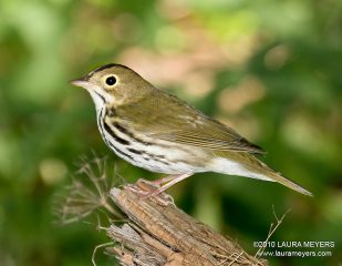 Ovenbird