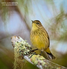 Palm Warbler