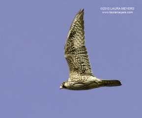 Peregrine Falcon